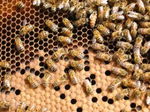 This photo shows a frame of bees, with capped brood and nectar.