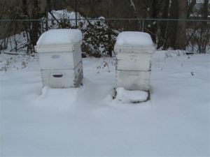 photo of bee hives covered with snow